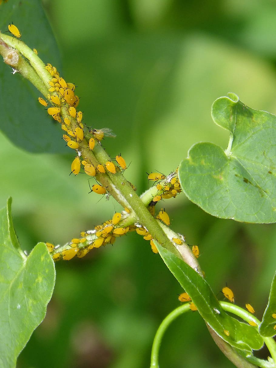 aphids, plague, plants, infested, insects in plant, leaf, plant part, growth, plant, green color