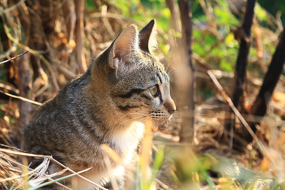 Cat, Eyes, Face, Animals, Home, cat thailand, cute cat, one animal, animal themes, animal