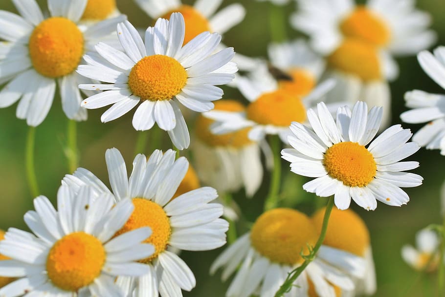 selective, focus photography, white, daisy flowers, chamomile, chamomile flower, medicinal herb, herbal medicine, medicinal herbs, naturopathy