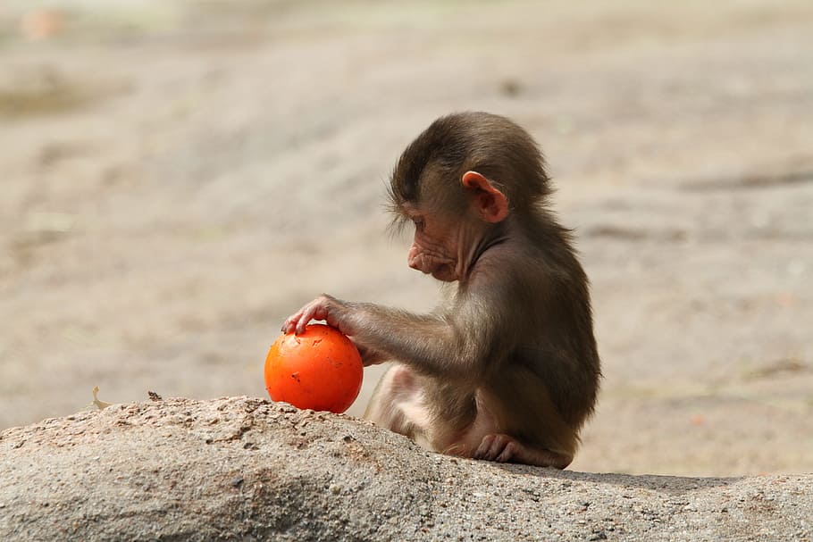 monkey, holding, orange, ball, brown, sand, baboon, baby baboon, playing baboon, primate