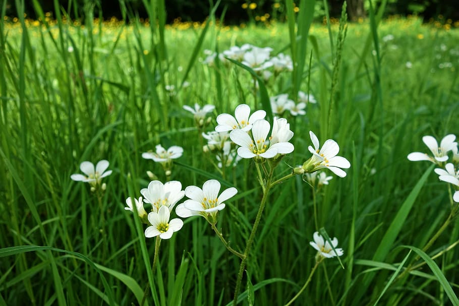 白 花 フィールド 日 Addersmeat 大きいステッチワート 白い花 植物 ステラリアホロスティー 花弁 Pxfuel