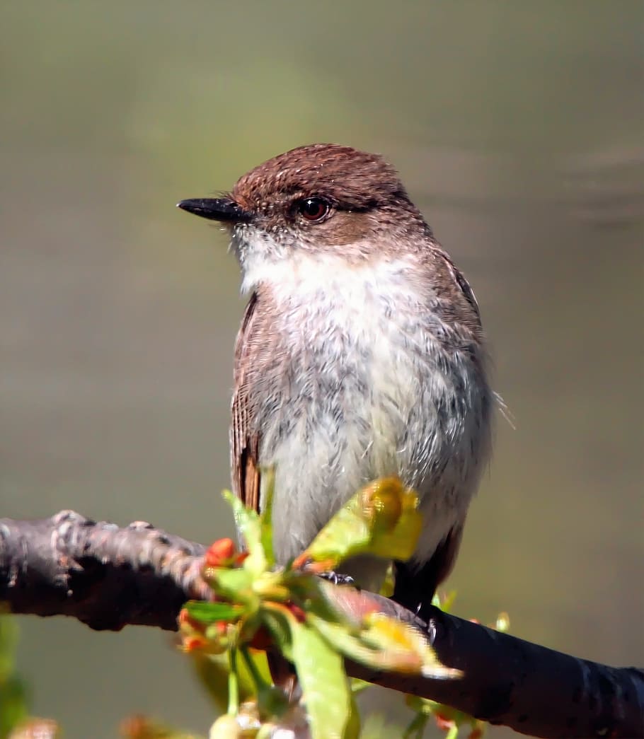 Eastern Phoebe, Flycatcher, Burung, Avian, bulu, cabang, margasatwa, alam, hewan, luar