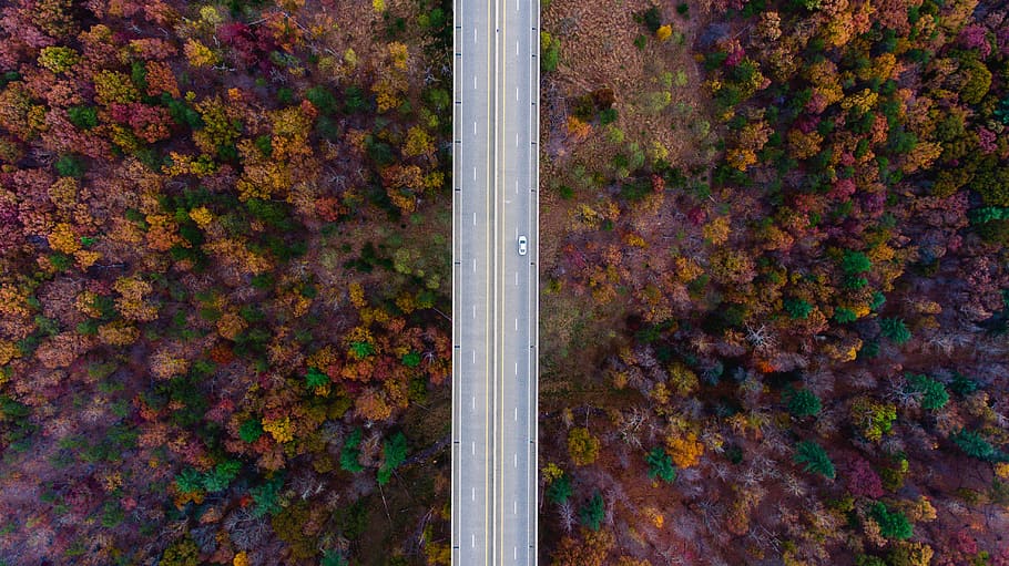 aerial, view, trees, plants, fall, autumn, nature, landscape. road, car, trip