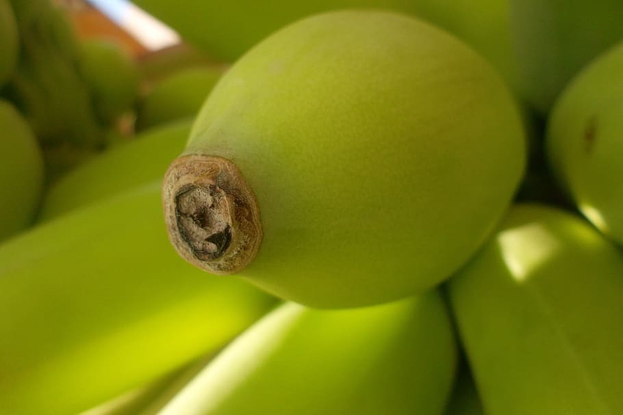 Verde, plátanos, propina, jardín, plátano, árbol de plátano, hoja, plátano verde, inmaduro, árbol