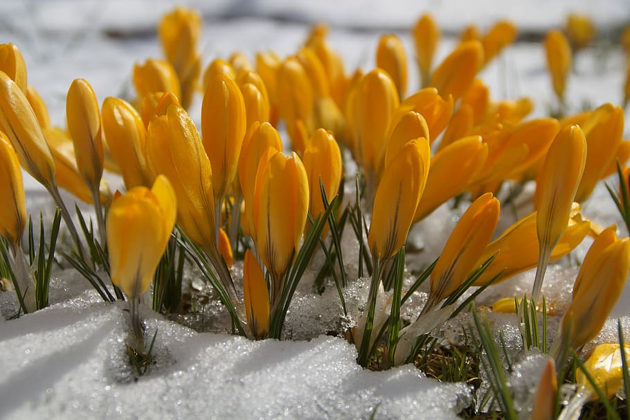 superficial, fotografía de enfoque, amarillo, flores, naturaleza, flor, planta, temporada, azafrán, nieve