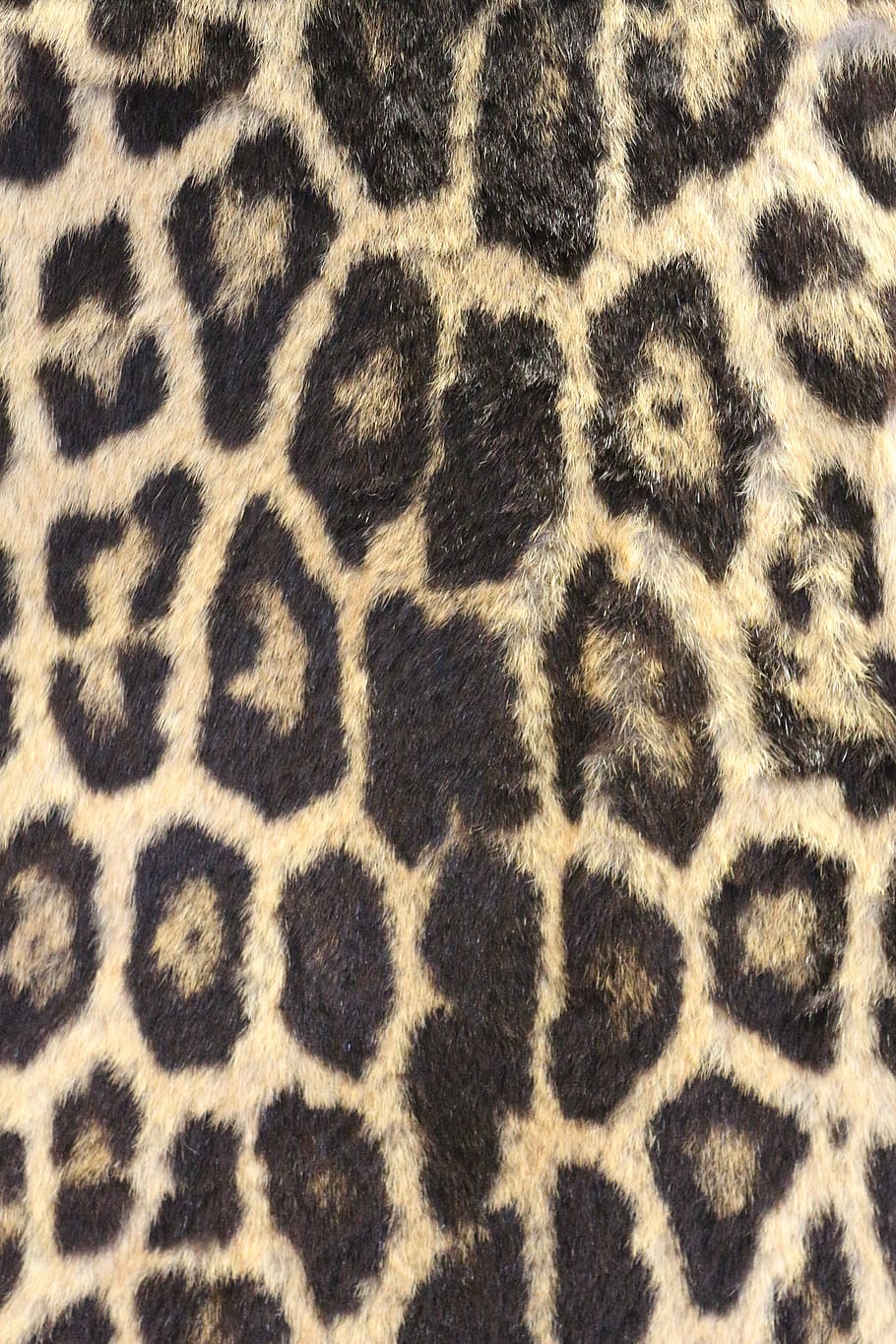 leopard print, leopard skin, bold, wildlife, zoo, safari, africa, fur, dots, brown