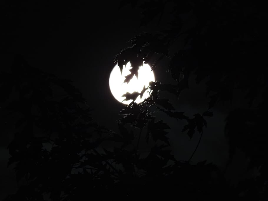Spooky, Moonlight, Trees, moonlight through trees, halloween, moon, backround, dark, night, silhouette