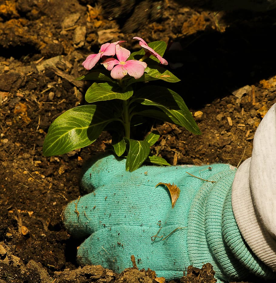 person, wearing, green, gloves, planting, pink, impatiens flowers, daytime, gardening, bedding plant