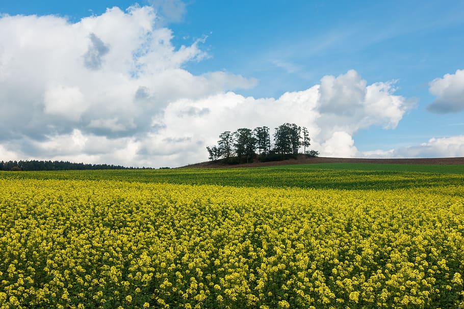oilseed rape, yellow, nature, field, field of rapeseeds, agriculture, rare plant, rural, landscape, blue sky