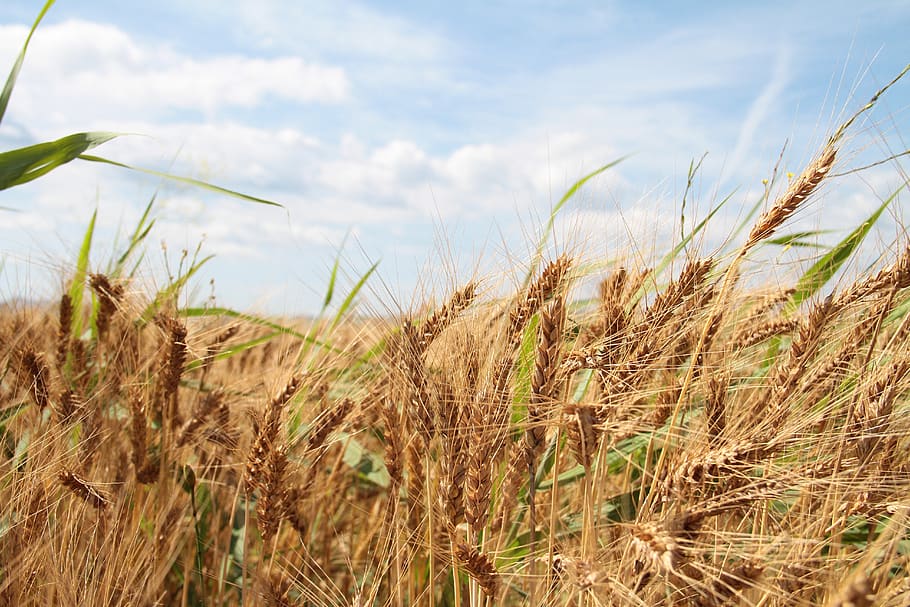 wheat, sky, crop, field, nature, summer, landscape, clouds, harvest, farm