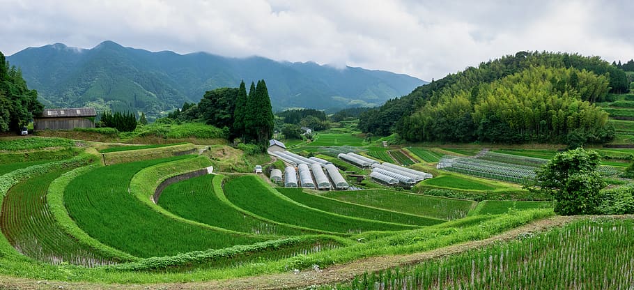 japón, kumamoto, natural, campos de arroz de yamada, arroz, terrazas de arroz, verde, campo de arroz, planta, ambiente