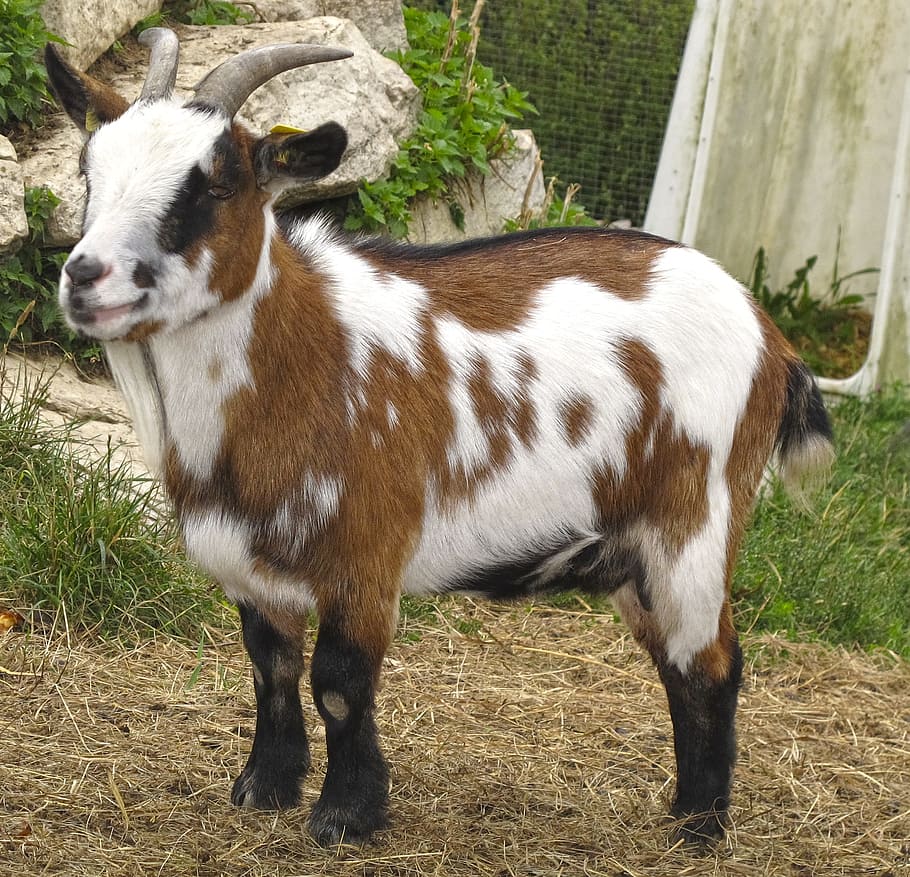 Cabra, pequeño, animal joven, niño, cabra pequeña, cabra doméstica, cabra joven, granja, mascota, fotografía de vida silvestre