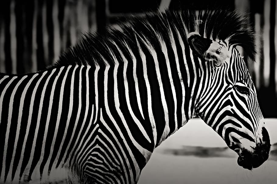 tiro, zebra, Closeup, natureza, animal, animais, zebras, listrado, áfrica, preto Cor