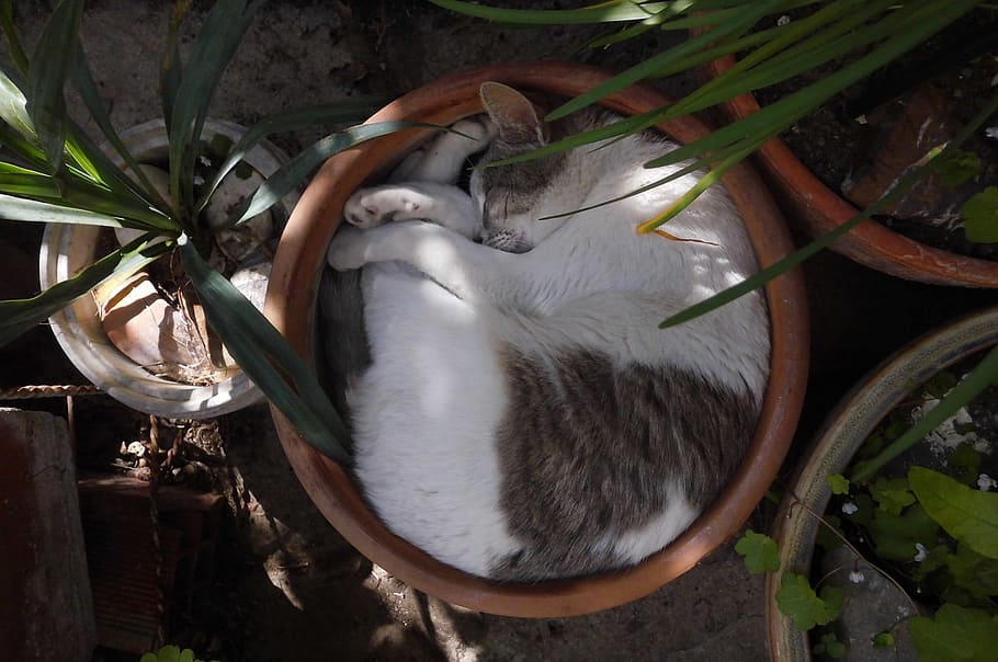 branco, preto, gato, deitado, vaso de plantadores, diurno, gato preto, plantadores, vaso, gatinho dormindo