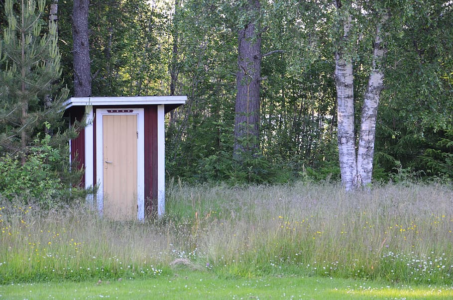 wood, toilet, sweden, norrland, outhouse, swedish, nature, tree, late-summer, plant