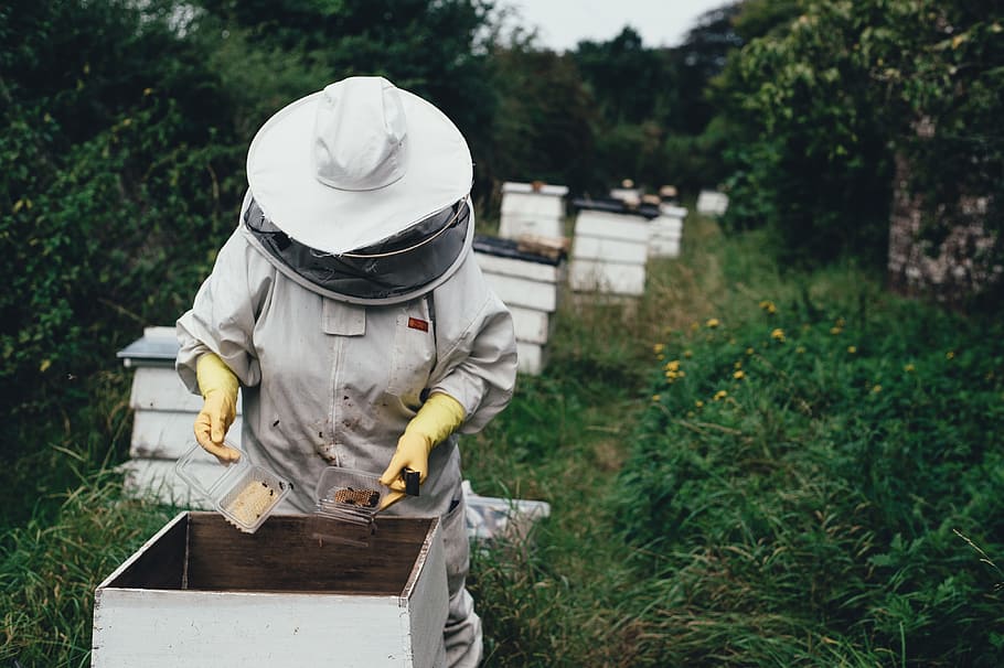 man, white, cowboy hat, holding, clear, case, adult, apiary, bee, bee farm