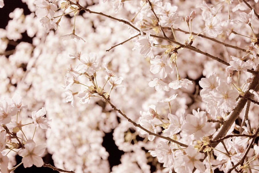 cherry blossom, flowers, spring flowers, nature, spring, night, pink flower, sakura, pink, plants
