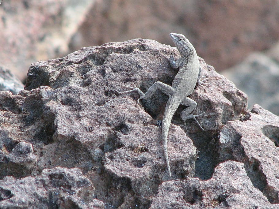 Lizard, Animal, Wildlife, Reptile, Wild, outside, close-up, rock, nature, easern