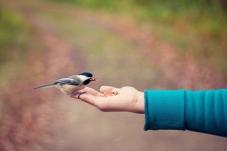 gray, black, white, finch bird, perched, persons fingers, food, person, holding, green