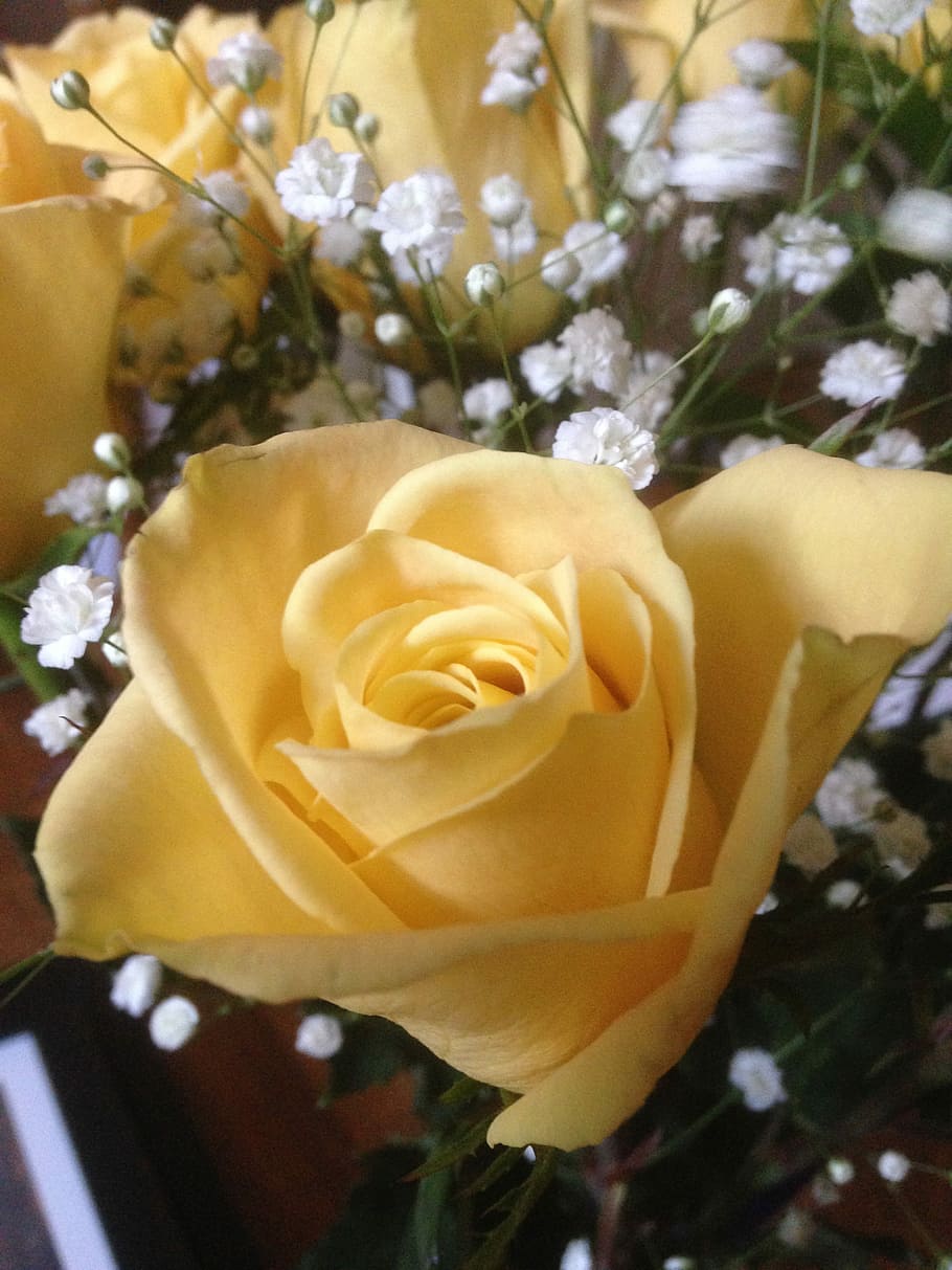 Yellow, Rose, Baby'S Breath, Flower, yellow, rose, floral, plant, bouquet, rose - flower, celebration