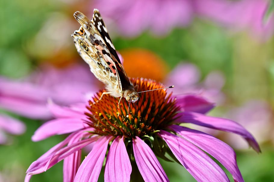 kupu-kupu, serangga terbang, serangga, sayap, hewan, mekar, bunga, tanaman berbunga, keindahan di alam, tema hewan