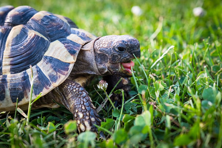 turtle, greek tortoise, reptile, animal, armored, tortoise shell, baby turtle, young animal, tortoise, creature
