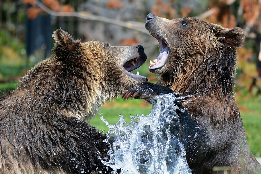 dois, urso pardo, corpo, água, jogando, luta, ursos, urso, diversão, animais