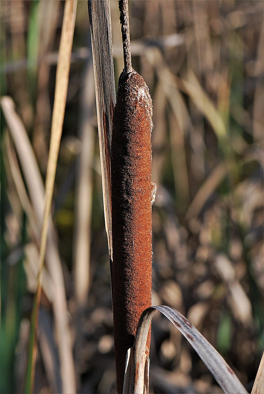 cattail, reed, tube piston greenhouse, plant, teichplanze, focus on foreground, close-up, nature, day, growth
