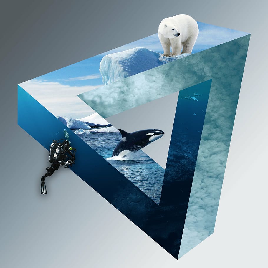 polar, oso, orca, buzo, óptico, ilusión, oso polar, buzos, wal, icebergs