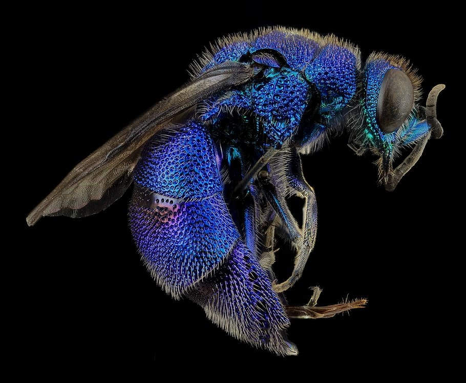 micro, fotografía, azul, abeja, avispa del cuco, macro, montado, azul metálico, avispa crisidida, alas