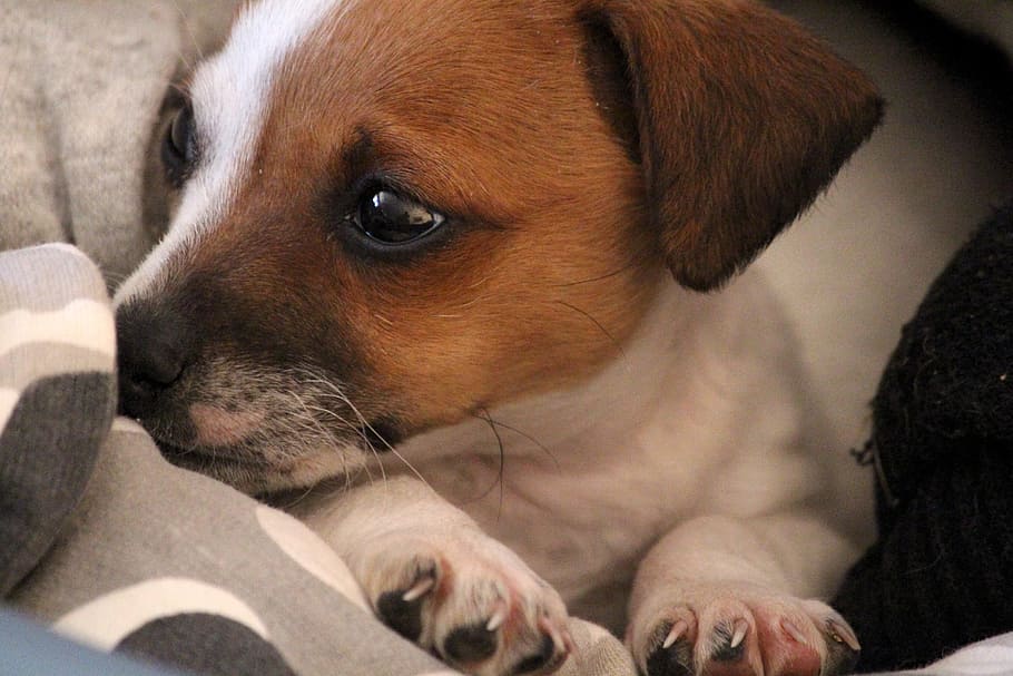 closeup, foto, tan, putih, abu-abu, tekstil, Anjing, Jack Russell, Chihuahua, bayi