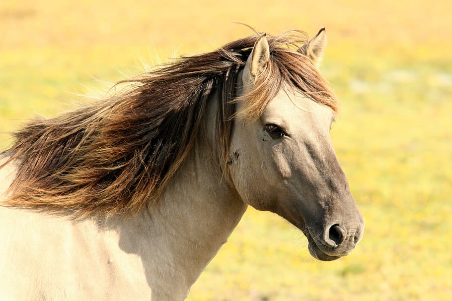 close, gray, horse, white horse, pasture, nature, animals, one animal, animal themes, domestic animals