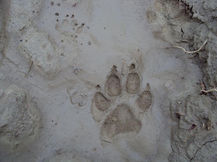 footprint, dog, mud, surface, backgrounds, nature, art and craft, creativity, day, representation