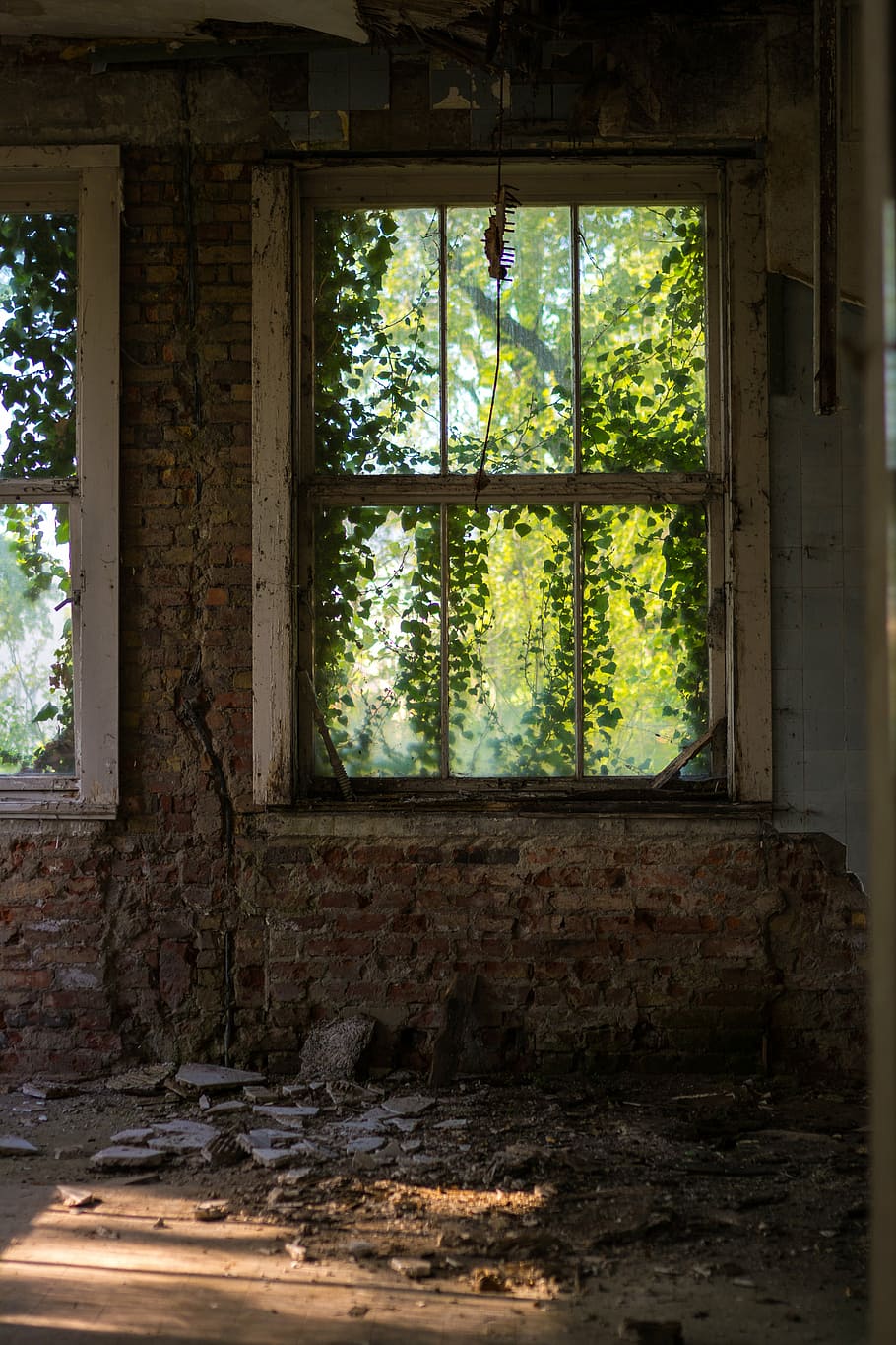 white, framed, window, brick wall, overgrown, abandoned, old, ivy, brickwall, lost places