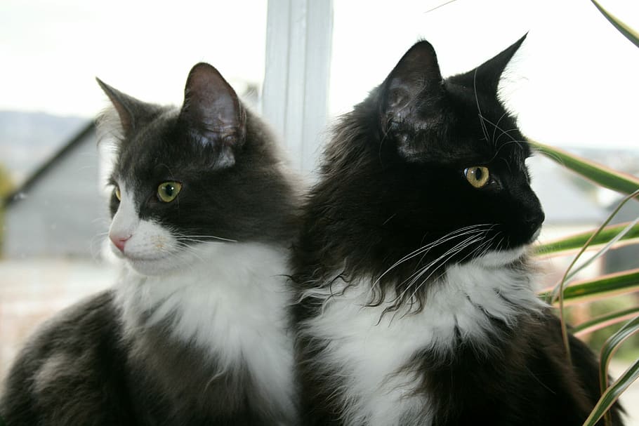 dua, kucing putih dan hitam berambut pendek, Kucing, Adidas, Mainecoon, Hewan, Pride, felidae, norwegian, mieze