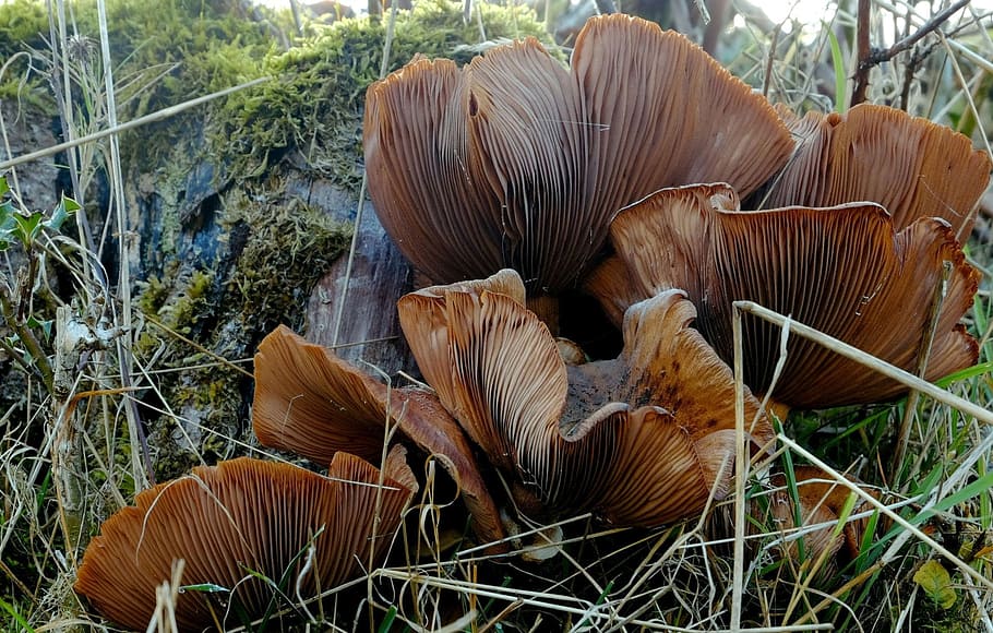 mushroom, grown, trunk, mushrooms, brown, forest, october, plant, growth, nature