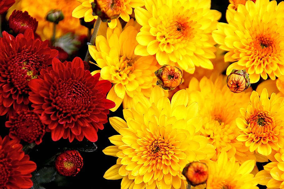 mums, flowers, red color, the colour yellow, fall, flowering, fulfillment, light, colorful, garden