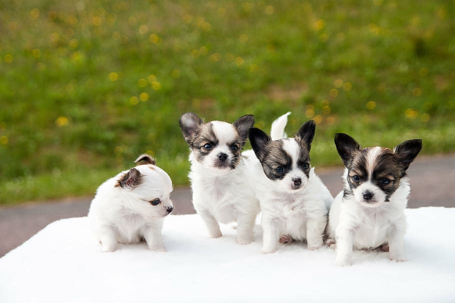 Royalty-free chihuahua puppies photos free download | Pxfuel
