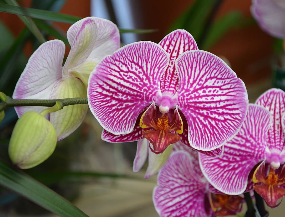 flower, pink orchid, exotic, flowering, nature, flora, botany, flowering plant, plant, beauty in nature