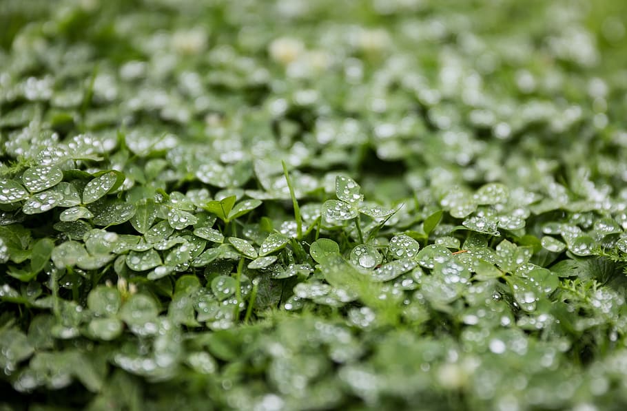 clover, alfalfa, rain, just add water, raindrop, water, after the rain, plant, green, nature