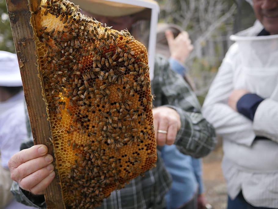 bees, honeycomb, beeswax, beehive, apiary, men, bee, group of animals, animals in the wild, apiculture