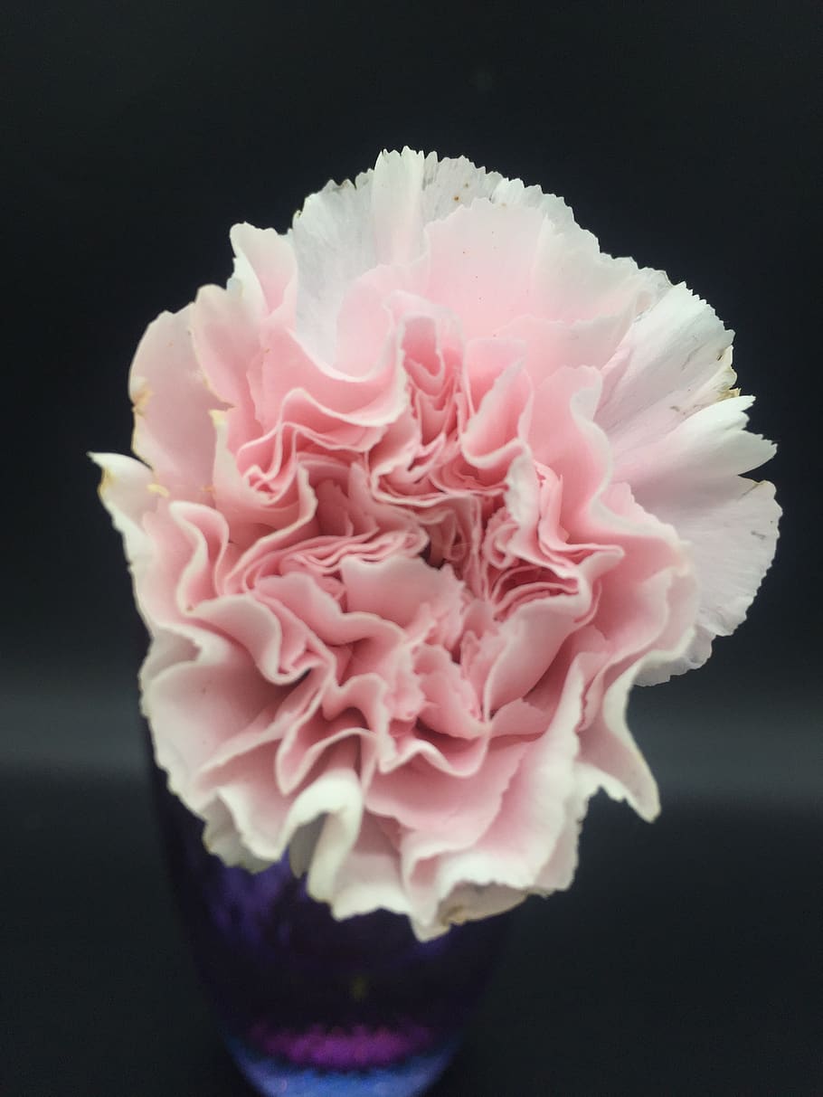 carnation, pink, pink carnations, pink flower, flower, flowering plant, beauty in nature, pink color, close-up, plant