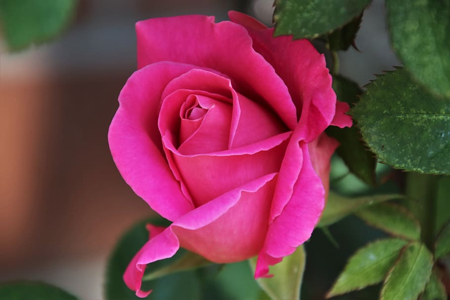 berwarna merah muda, mawar, romantis, kelopak, cinta, percintaan, satu, merapatkan, bau, harum