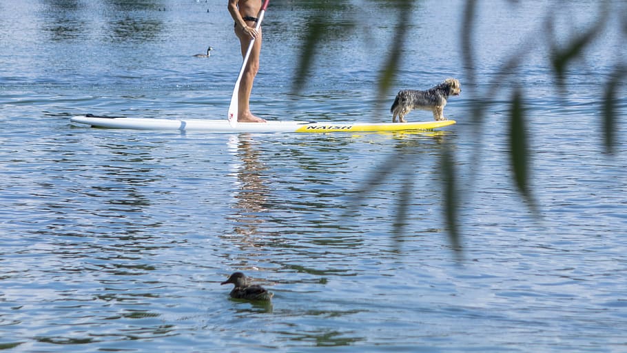 stand up paddle, deportes acuáticos, paddle, perro, agua, lago, temas de animales, animal, frente al mar, fauna animal