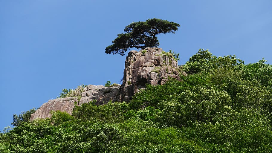 tree on rock, daedunsan, wanju-gun, jeollabuk do, daedunsan cable car, this type, mountain, korea, lucky you, plants