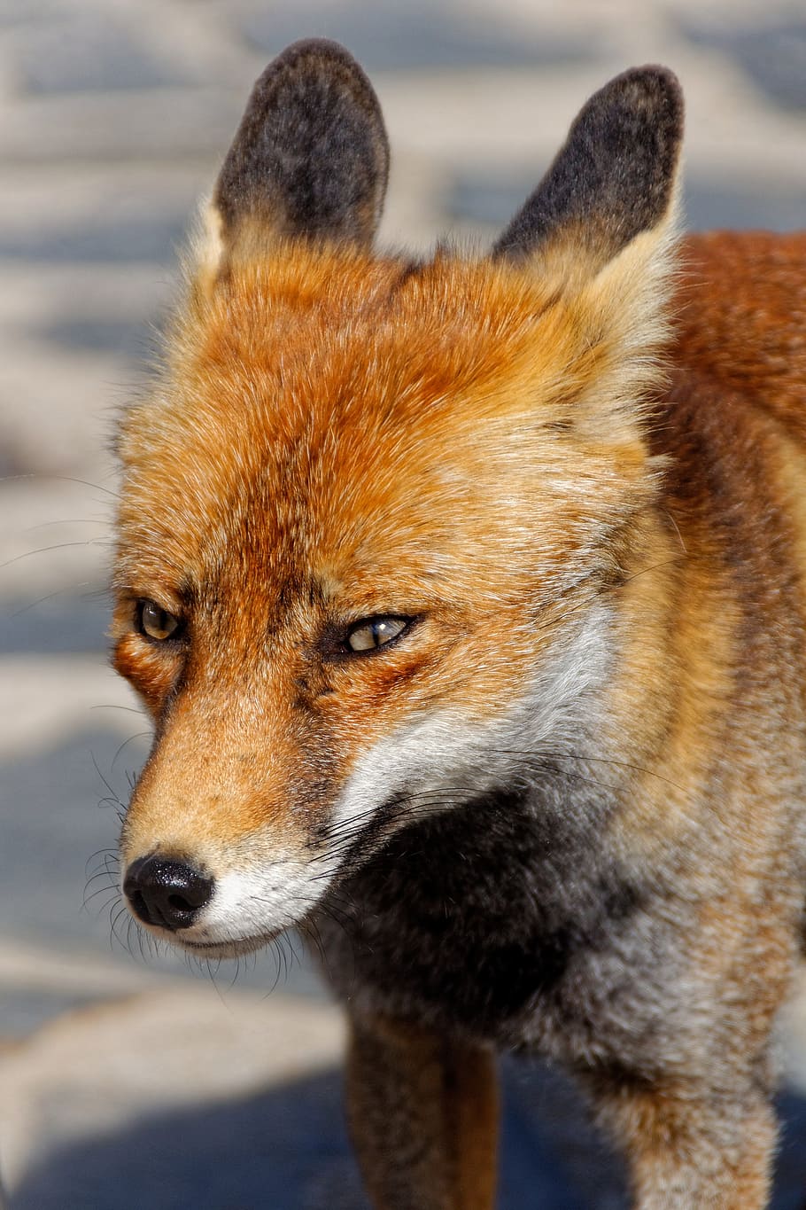 closeup, red, fox, red fox, fuchs, mammal, animal world, wildlife photography, animal portrait, nature
