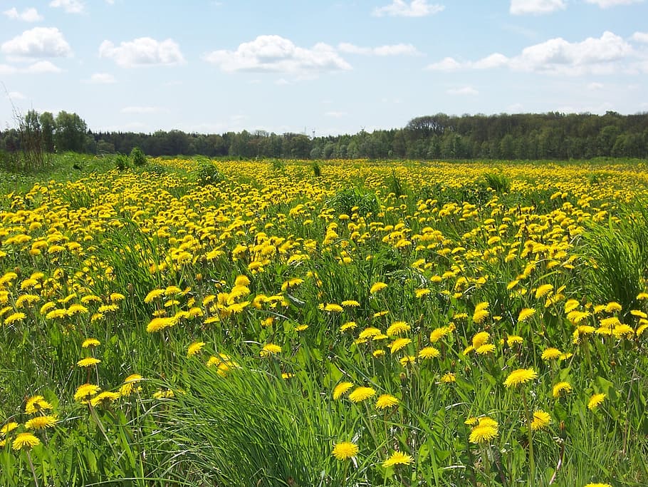 yellow, petaled flower field, blue, sky, daytime, flower, field, blue sky, buttercup, dandelion