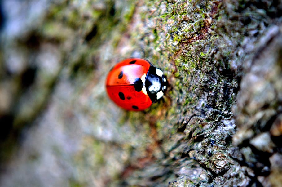 ladybird, macro, insect, animal, red, blue, season, spring, invertebrate, beetle