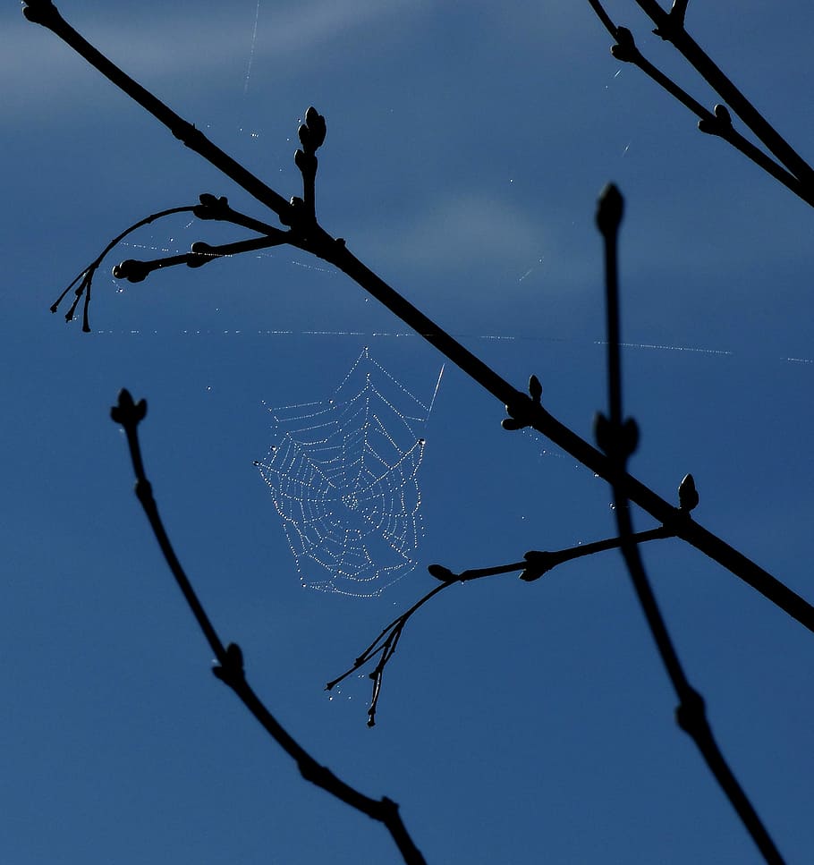 Spider Web, Embun, Langit Biru, langit, di luar ruangan, hari, alam, tidak ada orang, close-up, kerapuhan