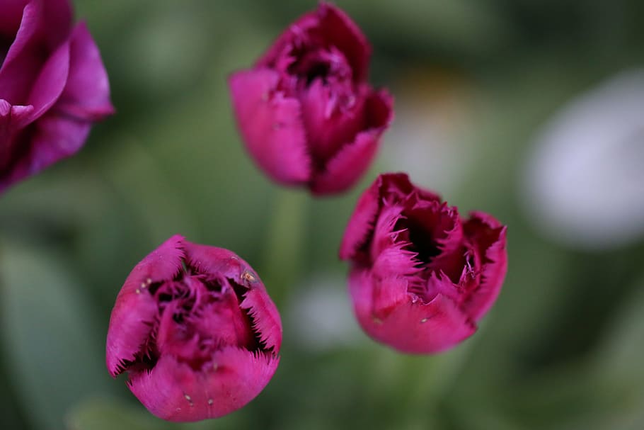 tulipas, flores, roxo, primavera, natureza, fechar, buquê de tulipa, verão, flor, planta